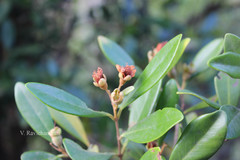 Eugenia calcadensis